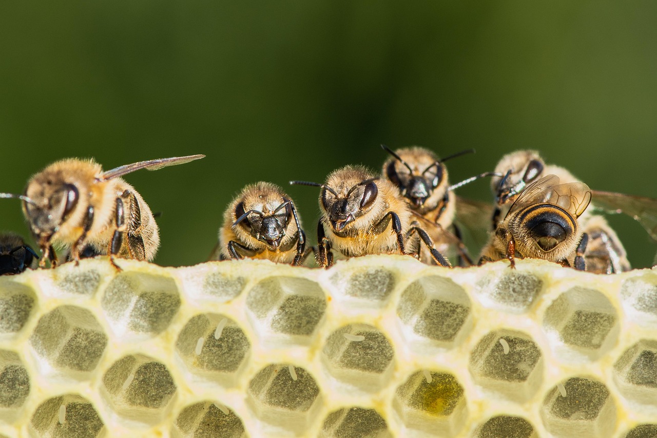 conférence confésoirées culture lerchenberg abeille apiculture